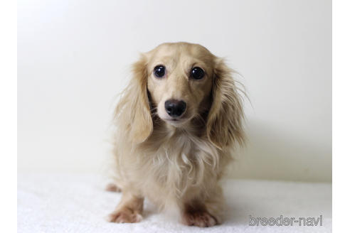 販売中のカニンヘンダックスフンド(ロングヘアード)の親犬